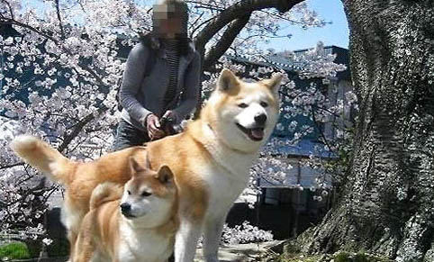 如何挑選黃色柴犬狗糧呢