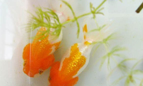 金魚幾天喂一次食最好