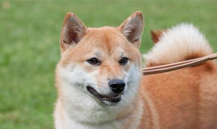 三門峽哪里有賣柴犬