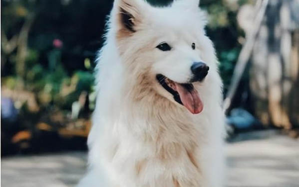 狗狗心肌炎癥狀圖片