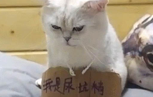 貓老流眼淚是為什么