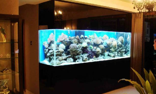 魚缸里用不用放清道夫,魚缸內養清道夫的利弊