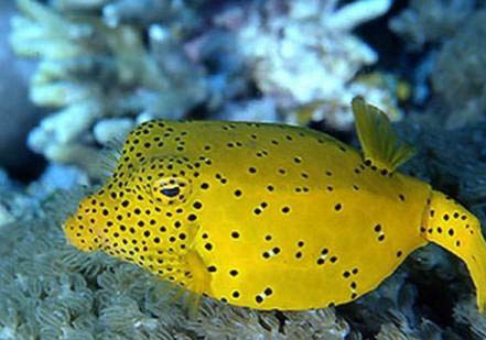 7月釣魚的最佳時間