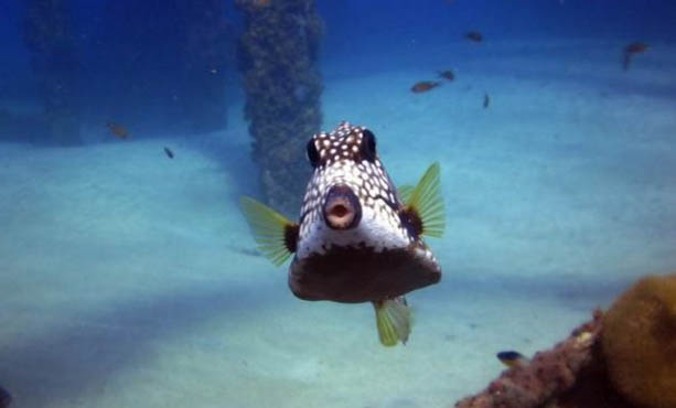 養魚不能開燈嗎？