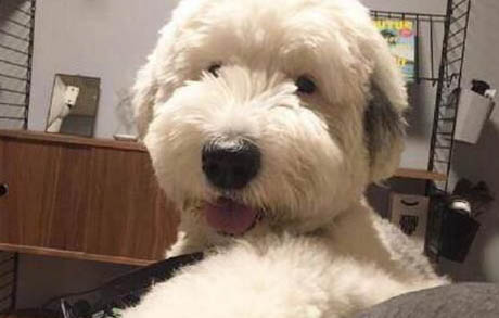 怎么在家里養狗