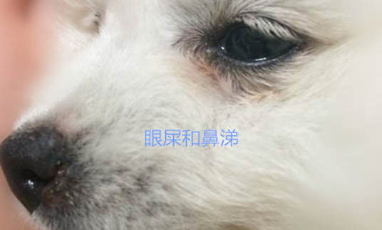 狗狗見到小孩子為什么總是叫