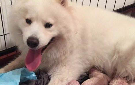 北京薩摩耶幼犬多少錢一只