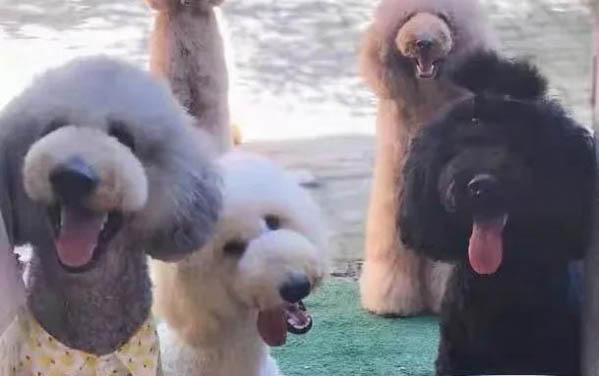 貴賓犬聰明在哪里