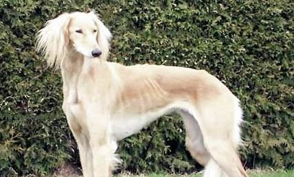 維希拉獵犬喜歡叫怎么解決