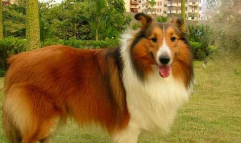 冰島牧羊犬鼻子真菌感染