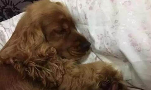 狗狗便秘了怎么辦啊？