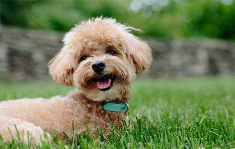 犬的品種有哪些?